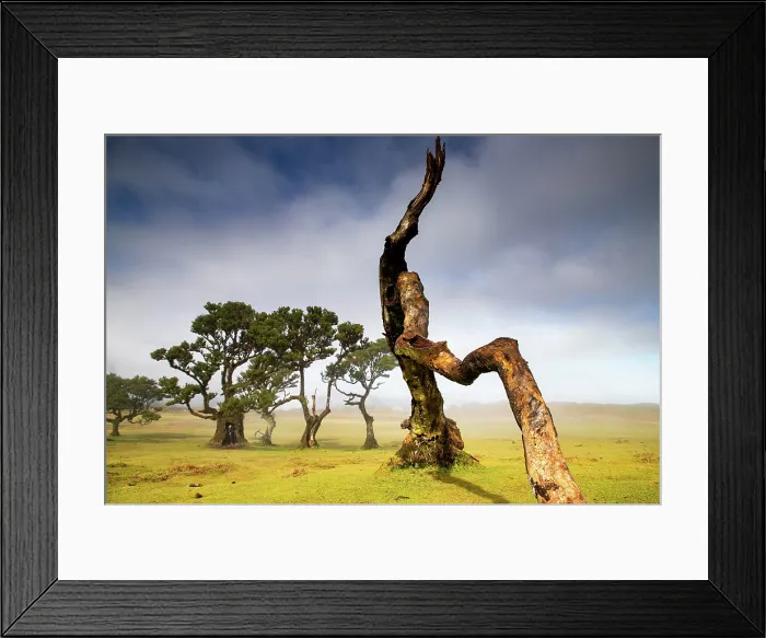Framed Print : fanal laurel forest in madeira with majestic ancient trees Framed Print : fanal laurel forest in madeira with majestic ancient trees
