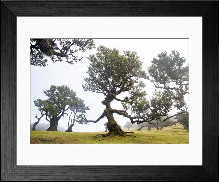 Framed Print : fanal laurel forest in madeira with majestic ancient trees Framed Print : fanal laurel forest in madeira with majestic ancient trees