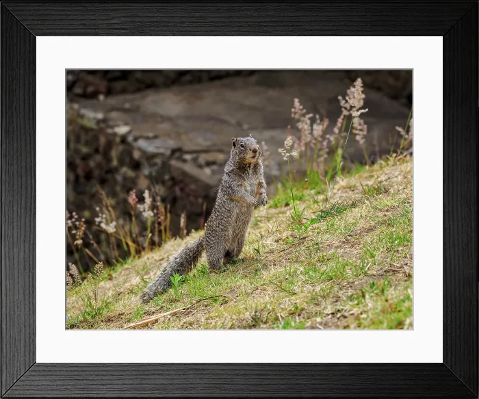 Framed Print : The rock squirrel (Otospermophilus variegatus) at The Great Pyramid Archaeological Site, Cholula, Puebla State, Mexico Framed Print : The rock squirrel (Otospermophilus variegatus) at The Great Pyramid Archaeological Site, Cholula, Puebla State, Mexico