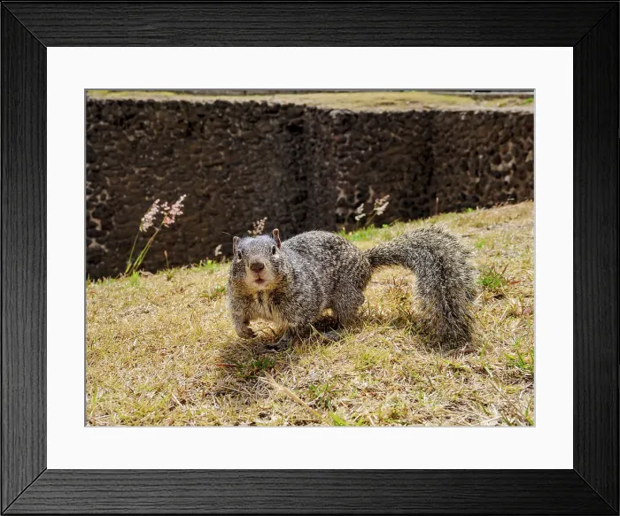 Framed Print : The rock squirrel (Otospermophilus variegatus) at The Great Pyramid Archaeological Site, Cholula, Puebla State, Mexico Framed Print : The rock squirrel (Otospermophilus variegatus) at The Great Pyramid Archaeological Site, Cholula, Puebla State, Mexico
