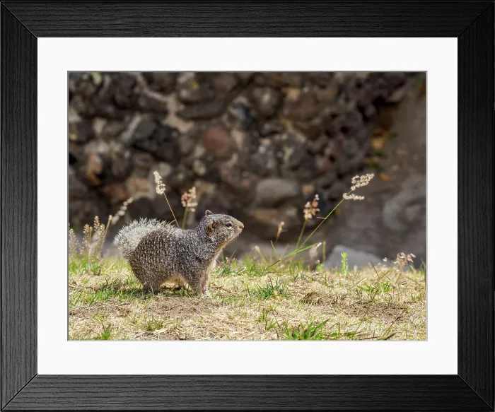 Framed Print : The rock squirrel (Otospermophilus variegatus) at The Great Pyramid Archaeological Site, Cholula, Puebla State, Mexico Framed Print : The rock squirrel (Otospermophilus variegatus) at The Great Pyramid Archaeological Site, Cholula, Puebla State, Mexico