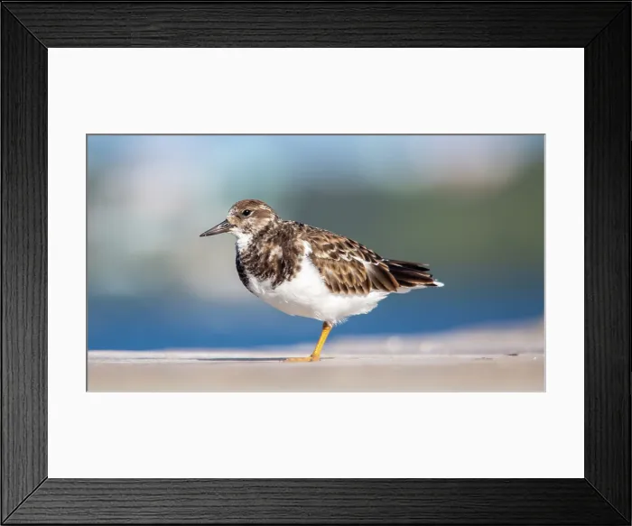 Framed Print : Ruddy Turnstone (Arenaria Interpres), a small cosmopolitan wading bird, Bermuda