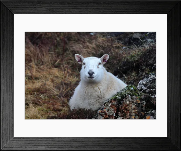 Framed Print : Sheep, Isle of Skye, Scotland Framed Print : Sheep, Isle of Skye, Scotland
