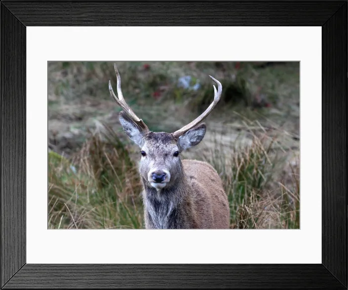 Framed Print : Stag, Rannoch Moor, Scotland Framed Print : Stag, Rannoch Moor, Scotland