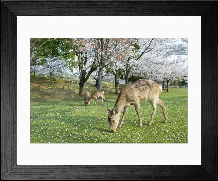 Framed Print : Sacred fallow deer under cherry blossoms, Nara, Japan