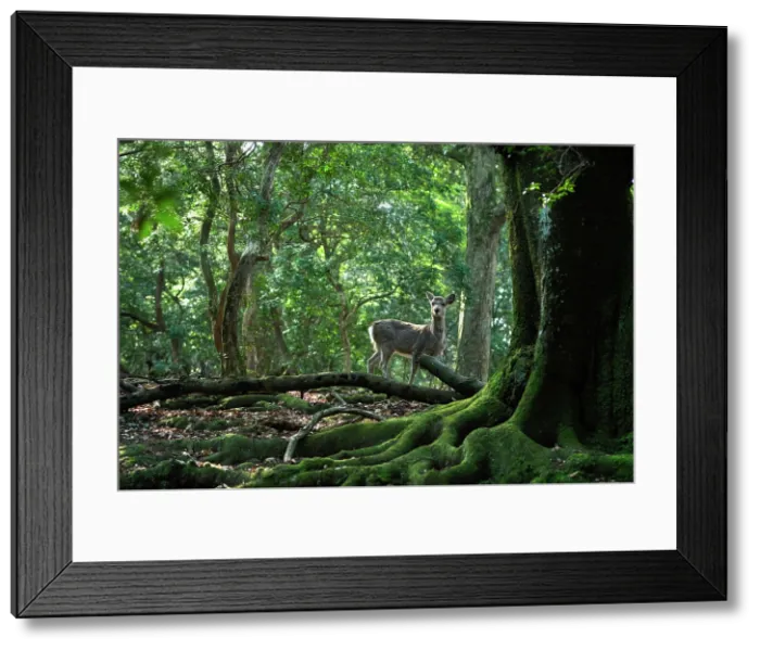 Framed Print : Fallow deer in the forest, Nara, Japan Framed Print : Fallow deer in the forest, Nara, Japan