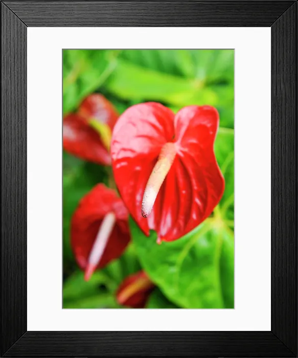 Framed Print : Anthurium, Kumily, Kerala state, South India, Asia
