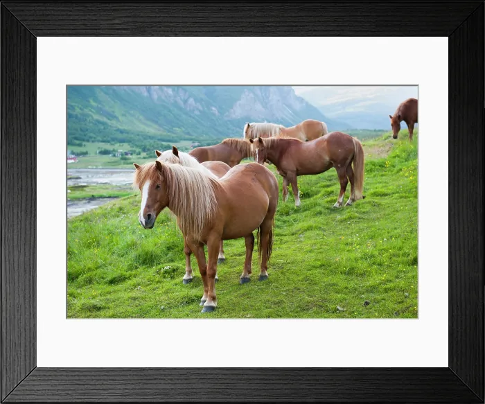 Framed Print : Lyngshest horses, Solvik Gard, region of Lyngen, County of Troms, Norway, Northern Europe Framed Print : Lyngshest horses, Solvik Gard, region of Lyngen, County of Troms, Norway, Northern Europe