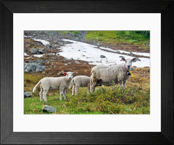 Framed Print : Sheep on the way up to the Steindalsbreen glacier, Lyngen Alps, region of Lyngen, County of Troms, Norway, Northern Europe Framed Print : Sheep on the way up to the Steindalsbreen glacier, Lyngen Alps, region of Lyngen, County of Troms, Norway, Northern Europe