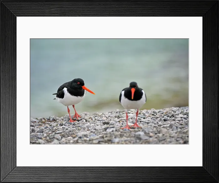 Framed Print : Eurasian Oystercatcher (Haematopus ostralegus), Sommaroy, County of Troms, Norway, Northern Europe Framed Print : Eurasian Oystercatcher (Haematopus ostralegus), Sommaroy, County of Troms, Norway, Northern Europe