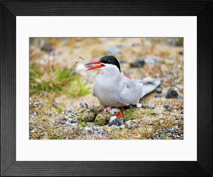 Framed Print : Arctic Tern sitting on eggs.Senja island.County of Troms, Norway, Northern Europe Framed Print : Arctic Tern sitting on eggs.Senja island.County of Troms, Norway, Northern Europe