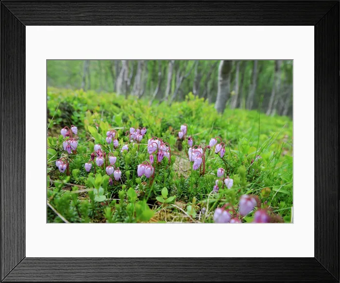 Framed Print : Calluna vulgaris flowers.Nordmannvikdalen valley, region of Lyngen, County of Troms, Norway, Northern Europe Framed Print : Calluna vulgaris flowers.Nordmannvikdalen valley, region of Lyngen, County of Troms, Norway, Northern Europe