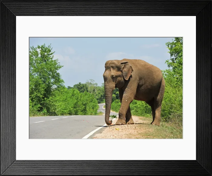 Framed Print : Free wild elephant waiting for gift from travellers on the edge of the road near Lunugamvehera National Park, Sri Lanka, Indian subcontinent, South Asia Framed Print : Free wild elephant waiting for gift from travellers on the edge of the road near Lunugamvehera National Park, Sri Lanka, Indian subcontinent, South Asia