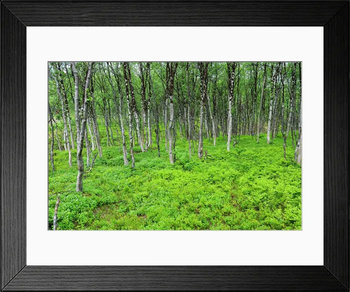 Framed Print : Fern and birch wood, Nordmannvikdalen valley, region of Lyngen, County of Troms, Norway, Northern Europe Framed Print : Fern and birch wood, Nordmannvikdalen valley, region of Lyngen, County of Troms, Norway, Northern Europe