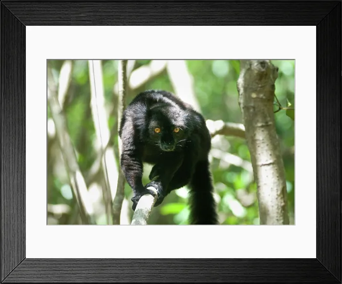 Framed Print : Male Black lemur, Strict Nature Reserve of Lokobe, National Park, Nosy Be island, Republic of Madagascar, Indian Ocean Framed Print : Male Black lemur, Strict Nature Reserve of Lokobe, National Park, Nosy Be island, Republic of Madagascar, Indian Ocean