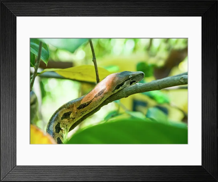 Framed Print : Boa, Acrantophis madagascariensis, Strict Nature Reserve of Lokobe, National Park, Nosy Be island, Republic of Madagascar, Indian Ocean Framed Print : Boa, Acrantophis madagascariensis, Strict Nature Reserve of Lokobe, National Park, Nosy Be island, Republic of Madagascar, Indian Ocean