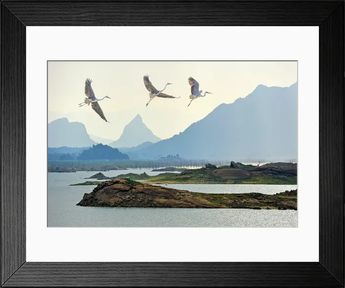 Framed Print : Flight of grey heron (Ardea cinerea) over the Senanayake Samudraya Lake, Gal Oya National Park, Sri Lanka, Indian subcontinent, South Asia Framed Print : Flight of grey heron (Ardea cinerea) over the Senanayake Samudraya Lake, Gal Oya National Park, Sri Lanka, Indian subcontinent, South Asia