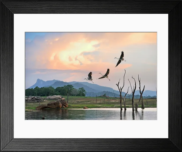 Framed Print : Flight of grey heron (Ardea cinerea) over the Senanayake Samudraya Lake, Gal Oya National Park, Sri Lanka, Indian subcontinent, South Asia Framed Print : Flight of grey heron (Ardea cinerea) over the Senanayake Samudraya Lake, Gal Oya National Park, Sri Lanka, Indian subcontinent, South Asia