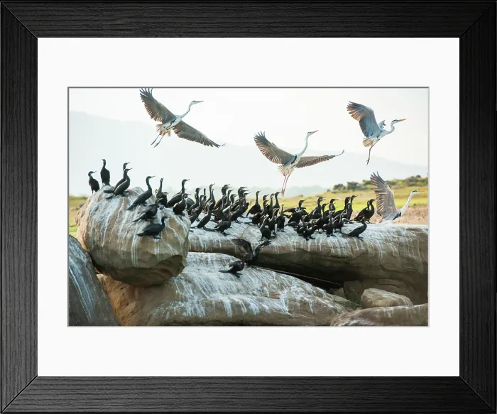 Framed Print : Indian cormorant (Phalacrocorax fuscicollis) and grey heron (Ardea cinerea), Senanayake Samudraya Lake, Gal Oya National Park, Sri Lanka, Indian subcontinent, South Asia Framed Print : Indian cormorant (Phalacrocorax fuscicollis) and grey heron (Ardea cinerea), Senanayake Samudraya Lake, Gal Oya National Park, Sri Lanka, Indian subcontinent, South Asia