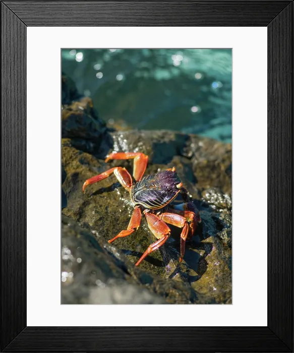 Framed Print : Crab, Tsarabanjina island, Mitsio archipelago, Republic of Madagascar, Indian Ocean