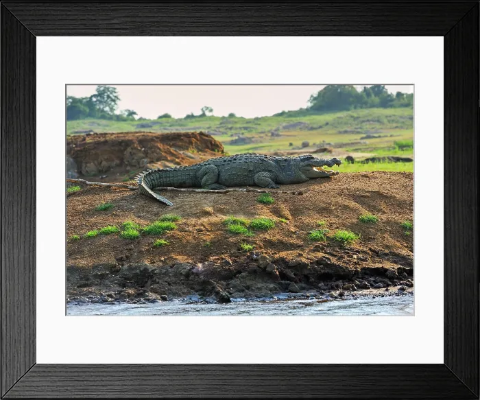 Framed Print : Mugger crocodile (Crocodylus palustris) by the Senanayake Samudraya Lake, Gal Oya National Park, Sri Lanka, Indian subcontinent, South Asia Framed Print : Mugger crocodile (Crocodylus palustris) by the Senanayake Samudraya Lake, Gal Oya National Park, Sri Lanka, Indian subcontinent, South Asia