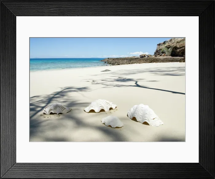 Framed Print : Large shells on the beach, Tsarabanjina island, Mitsio archipelago, Republic of Madagascar, Indian Ocean Framed Print : Large shells on the beach, Tsarabanjina island, Mitsio archipelago, Republic of Madagascar, Indian Ocean