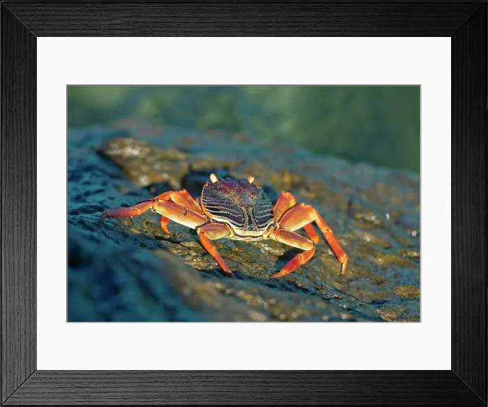 Framed Print : Crab, Tsarabanjina island, Mitsio archipelago, Republic of Madagascar, Indian Ocean Framed Print : Crab, Tsarabanjina island, Mitsio archipelago, Republic of Madagascar, Indian Ocean