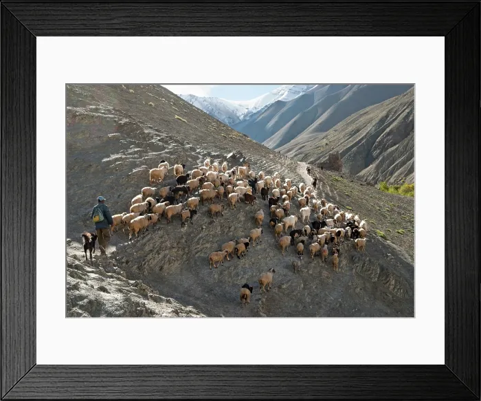 Framed Print : Shepherd and flock of sheep leaving Rumbak village, Hemis National Park, Ladakh region, state of Jammu and Kashmir, India, Asia