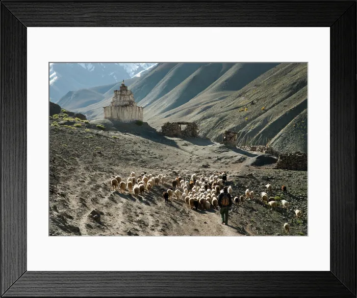 Framed Print : Shepherd and flock of sheep and goat on the path to Stokla pass (4900) from Rumbak, Hemis National Park, Ladakh region, state of Jammu and Kashmir, India, Asia Framed Print : Shepherd and flock of sheep and goat on the path to Stokla pass (4900) from Rumbak, Hemis National Park, Ladakh region, state of Jammu and Kashmir, India, Asia