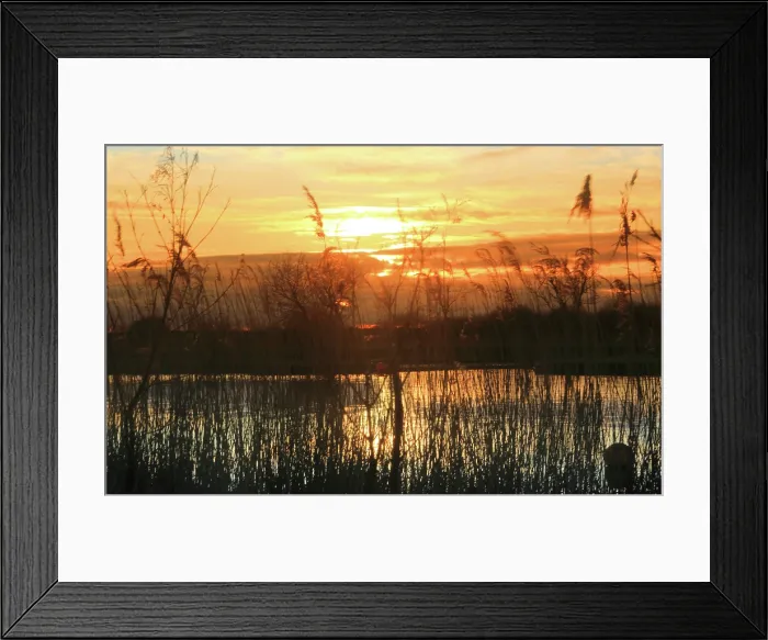 Framed Print : Reeds and river Thurne, sunset, Norfolk Broads