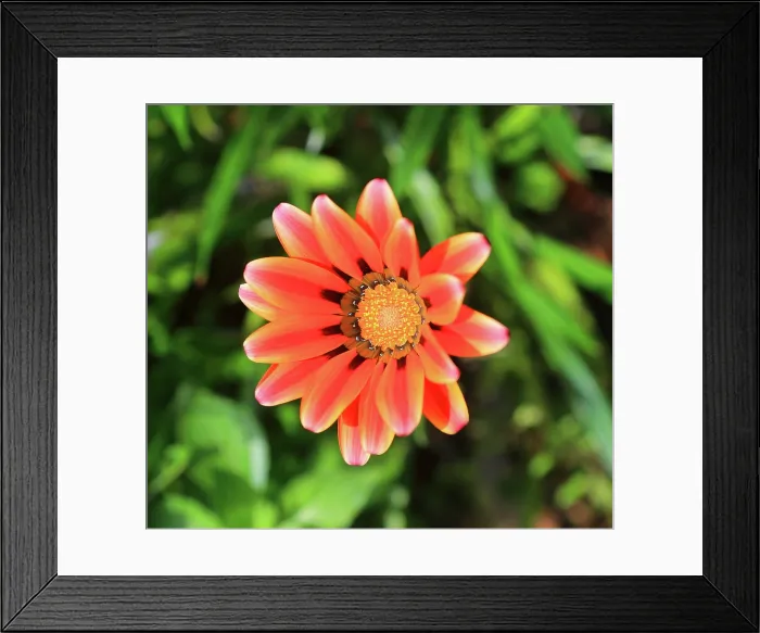 Framed Print : Madeira Botanical Gardens, Funchal Framed Print : Madeira Botanical Gardens, Funchal