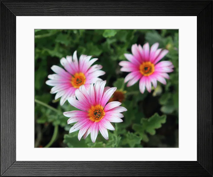 Framed Print : Madeira Botanical Gardens, Funchal