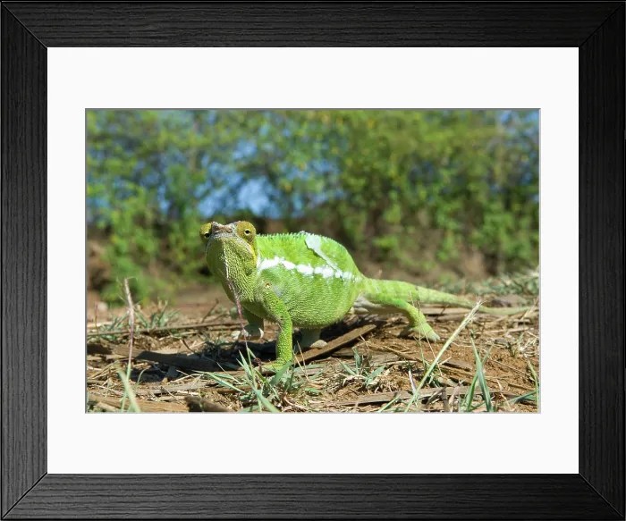 Framed Print : Chameleon, Nosy Be island, Republic of Madagascar, Indian Ocean Framed Print : Chameleon, Nosy Be island, Republic of Madagascar, Indian Ocean