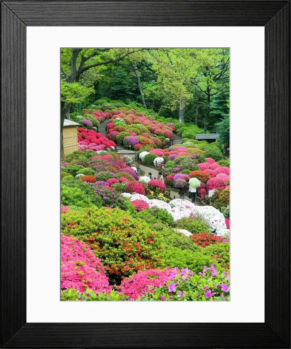 Framed Print : Azaleas (Rhododendron) garden of the Nezu-jinja Shrine, located in Bunkyo district north of Tokyo, Japan Framed Print : Azaleas (Rhododendron) garden of the Nezu-jinja Shrine, located in Bunkyo district north of Tokyo, Japan