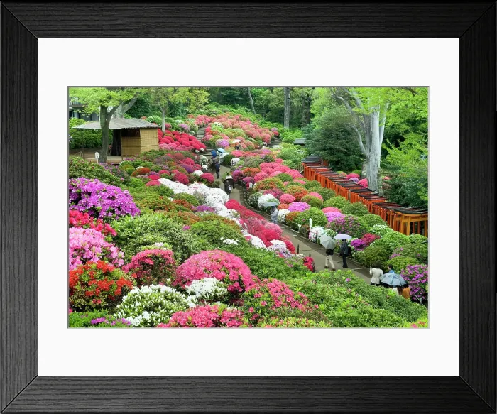 Framed Print : Azaleas (Rhododendron) garden of the Nezu-jinja Shrine, located in Bunkyo district north of Tokyo, Japan Framed Print : Azaleas (Rhododendron) garden of the Nezu-jinja Shrine, located in Bunkyo district north of Tokyo, Japan