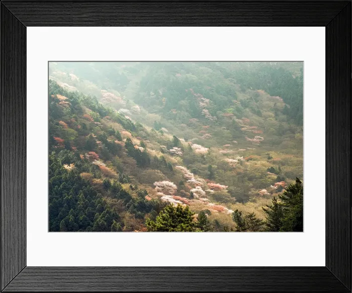 Framed Print : Cherry blossoms dot forests, Hakone, Japan