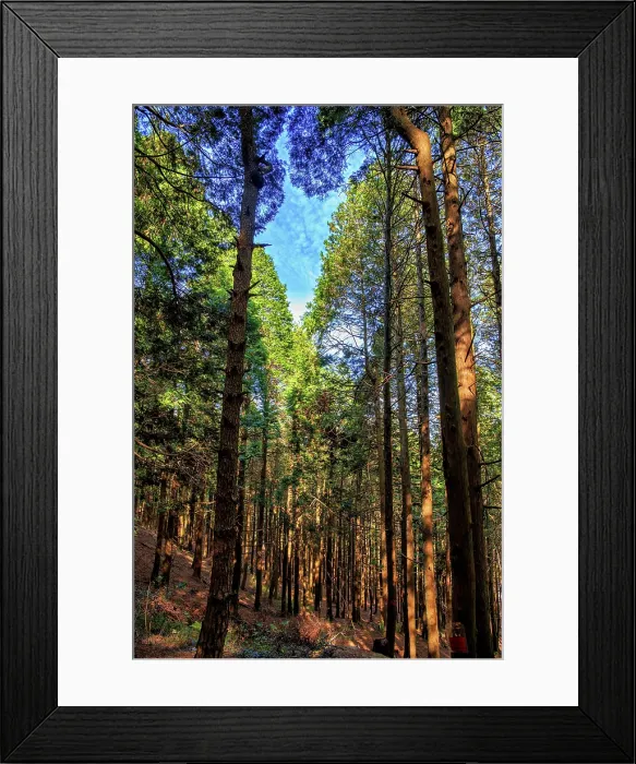 Framed Print : Hanpokou Pine Forest, Lushan (Mount Lu), Jiujiang City, Jiangxi, China Framed Print : Hanpokou Pine Forest, Lushan (Mount Lu), Jiujiang City, Jiangxi, China