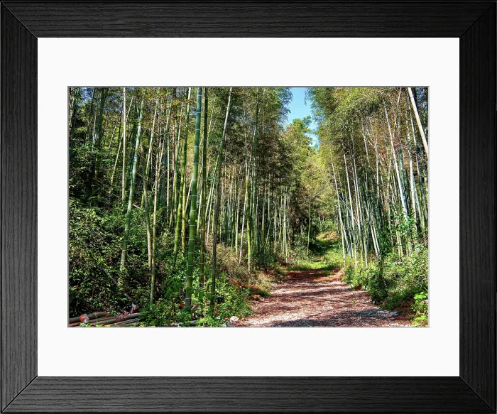 Framed Print : Bamboo forest at Bingding Kiln, Jingdezhen, Jiangxi Province, China Framed Print : Bamboo forest at Bingding Kiln, Jingdezhen, Jiangxi Province, China
