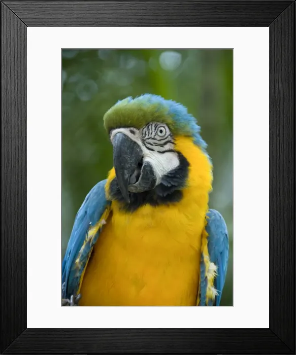 Framed Print : Blue and yellow macaw (Ara Ararauna), Macaw Mountain Bird Park, Copan, Honduras Framed Print : Blue and yellow macaw (Ara Ararauna), Macaw Mountain Bird Park, Copan, Honduras