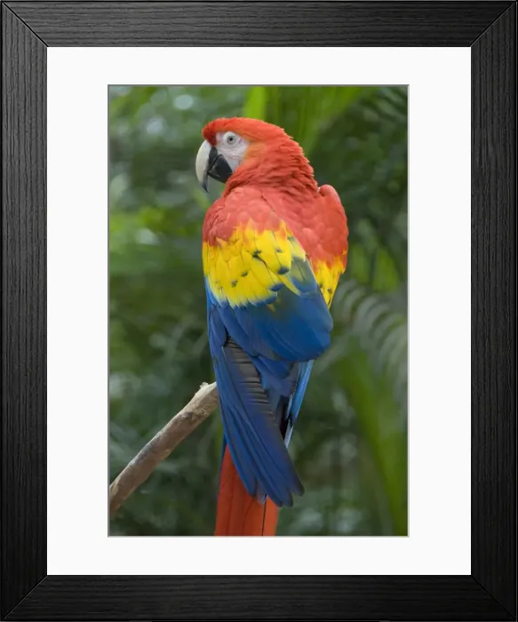 Framed Print : Scarlet Macaw (Ara Macao), Macaw Mountain Bird Park, Copan, Honduras, Central America Framed Print : Scarlet Macaw (Ara Macao), Macaw Mountain Bird Park, Copan, Honduras, Central America