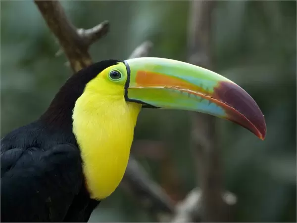 Keel-billed toucan (rainbow-billed toucan) (Ramphastos Sulfuratus), Macaw Mountain Bird Park