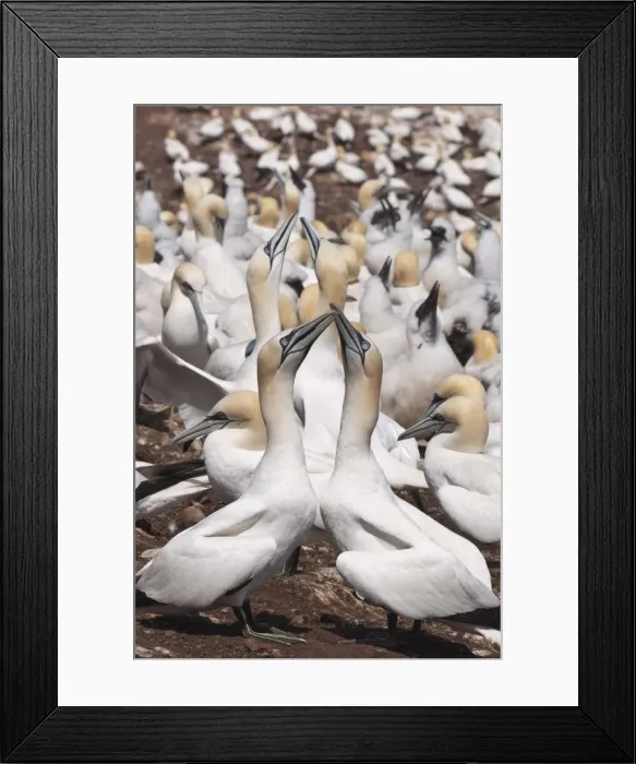Framed Print : Northern gannet colony, Ile Bonaventure offshore of Perce, Quebec, Canada, North America Framed Print : Northern gannet colony, Ile Bonaventure offshore of Perce, Quebec, Canada, North America