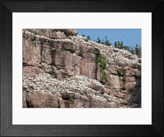 Framed Print : Northern gannet colony, Ile Bonaventure offshore of Perce, Quebec, Canada, North America Framed Print : Northern gannet colony, Ile Bonaventure offshore of Perce, Quebec, Canada, North America