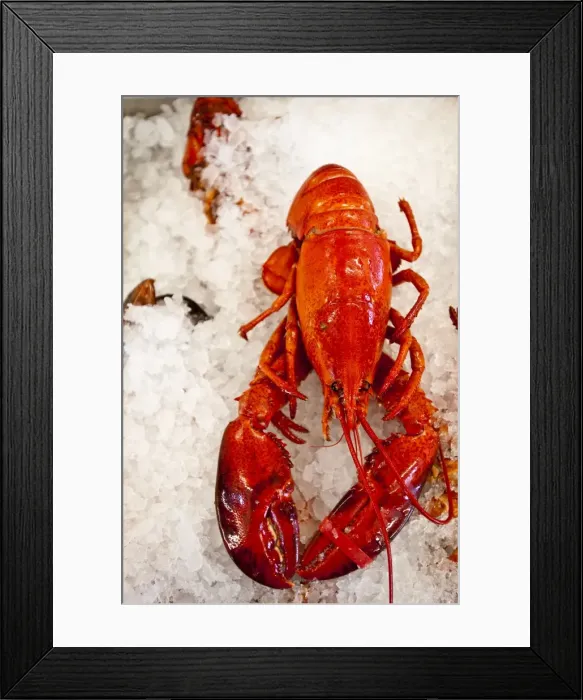 Framed Print : Lobster for sale in Alma, New Brunswick, Canada, North America Framed Print : Lobster for sale in Alma, New Brunswick, Canada, North America