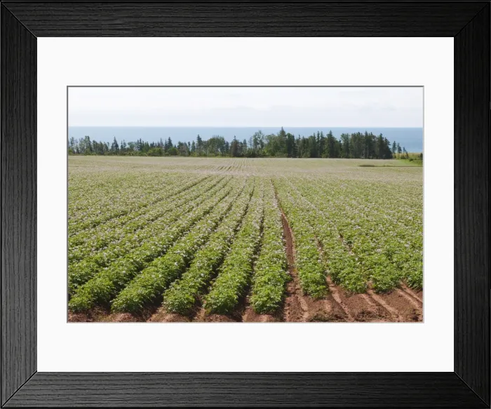 Framed Print : Potato fields, Prince Edward Island, Canada, North America
