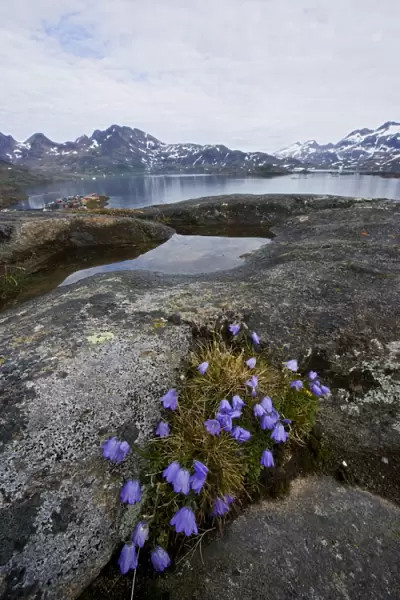 Vernal bloom, Ammassalik, Greenland, Arctic, Polar Regions