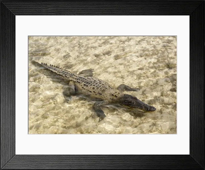 Framed Print : Saltwater crocodile in Punta Sur Park, Isla de Cozumel (Cozumel Island) Framed Print : Saltwater crocodile in Punta Sur Park, Isla de Cozumel (Cozumel Island)