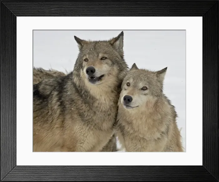 Framed Print : Two Gray Wolves (Canis lupus) in the snow in captivity, near Bozeman, Montana Framed Print : Two Gray Wolves (Canis lupus) in the snow in captivity, near Bozeman, Montana