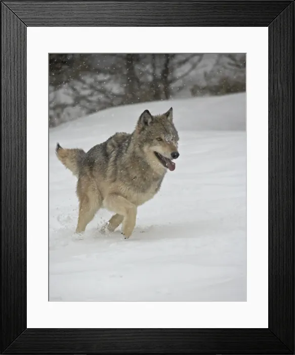 Framed Print : Gray Wolf (Canis lupus) running in the snow in captivity, near Bozeman Framed Print : Gray Wolf (Canis lupus) running in the snow in captivity, near Bozeman