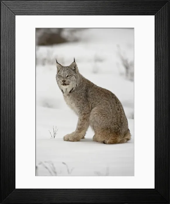 Framed Print : Canadian Lynx (Lynx canadensis) in snow in captivity, near Bozeman, Montana Framed Print : Canadian Lynx (Lynx canadensis) in snow in captivity, near Bozeman, Montana